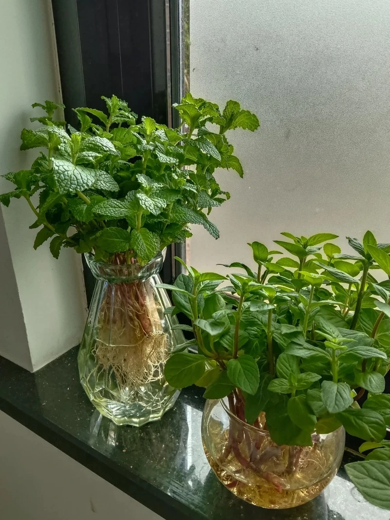 Cây bạc hà cảnh phù hợp nhiều phong cách trang trí