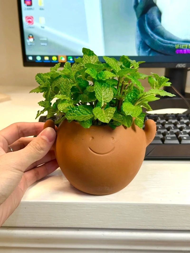 Cây bạc hà để bàn làm việc giúp tinh thần sảng khoái