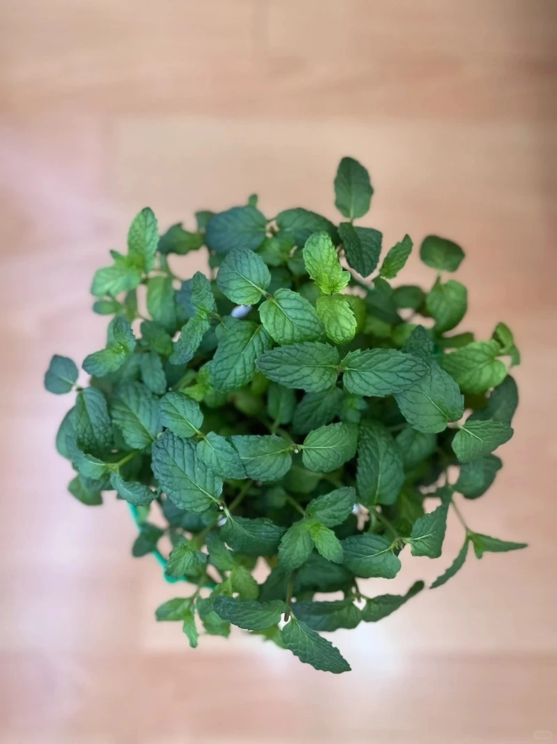 Cây bạc hà trang trí làm nổi bật góc sinh hoạt