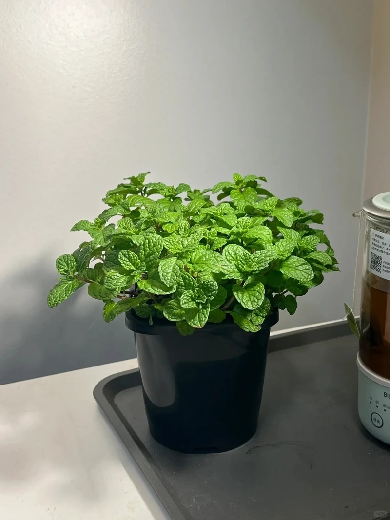 Cây bạc hà mini để bàn phù hợp không gian nhỏ