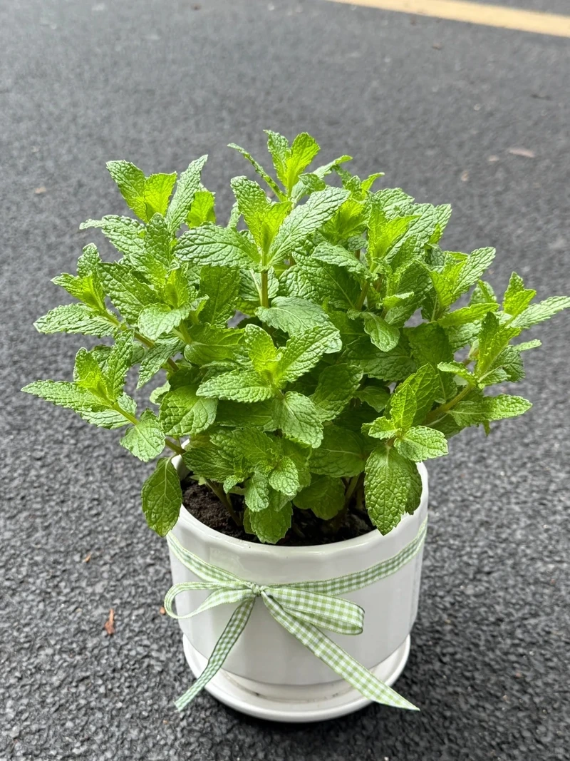 Cây bạc hà trồng chậu linh hoạt dễ di chuyển