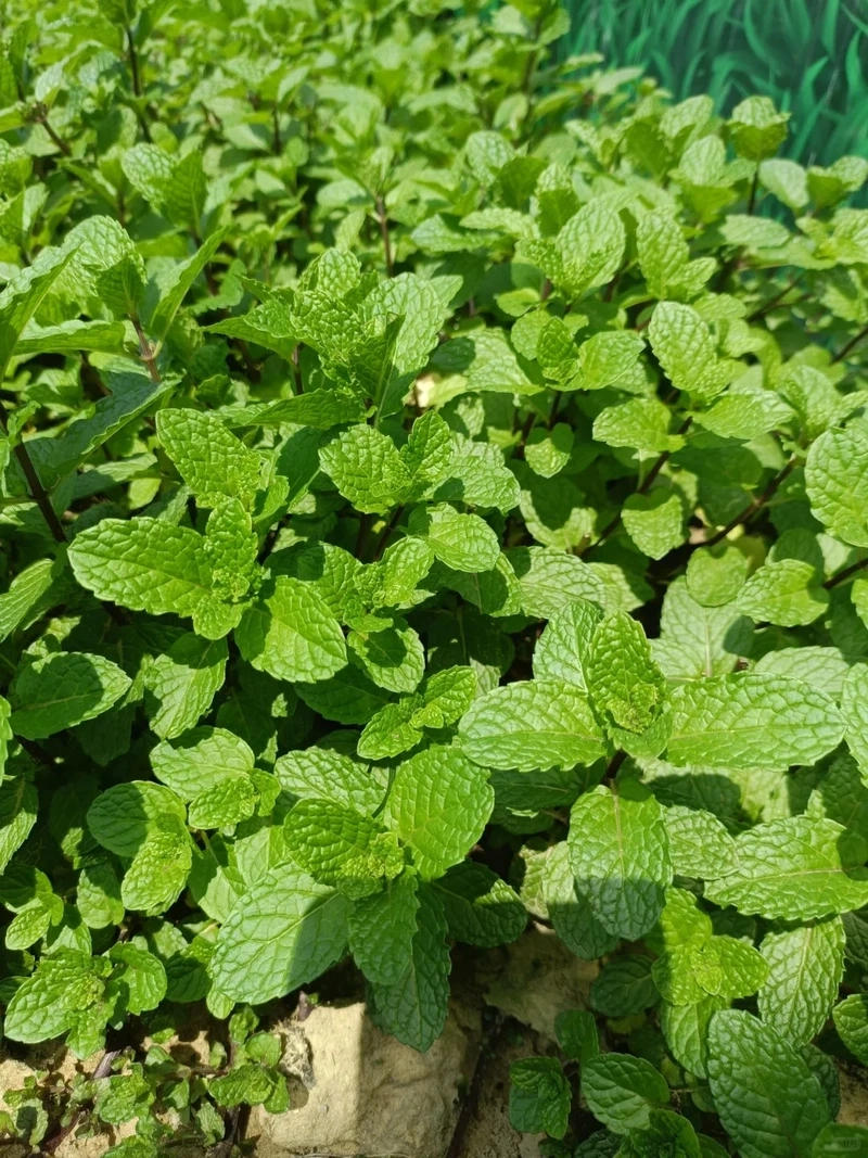 Cây bạc hà decor hợp xu hướng trang trí hiện đại