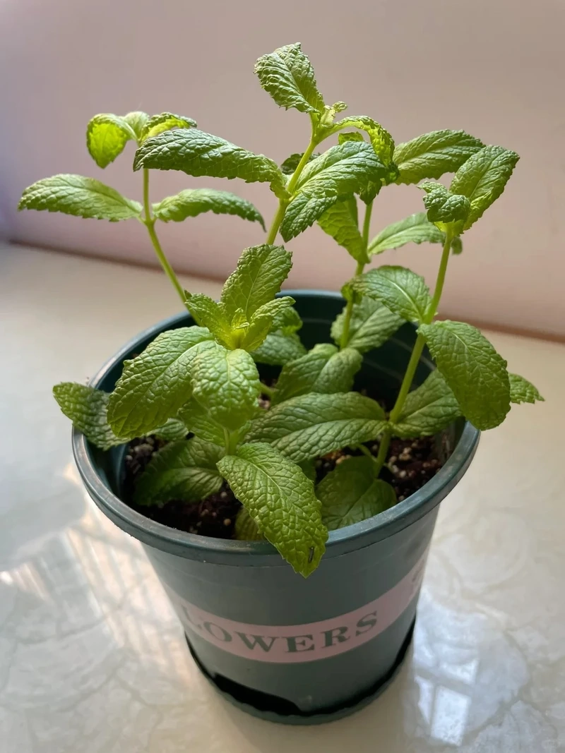 Cây bạc hà dễ trồng phù hợp người mới bắt đầu