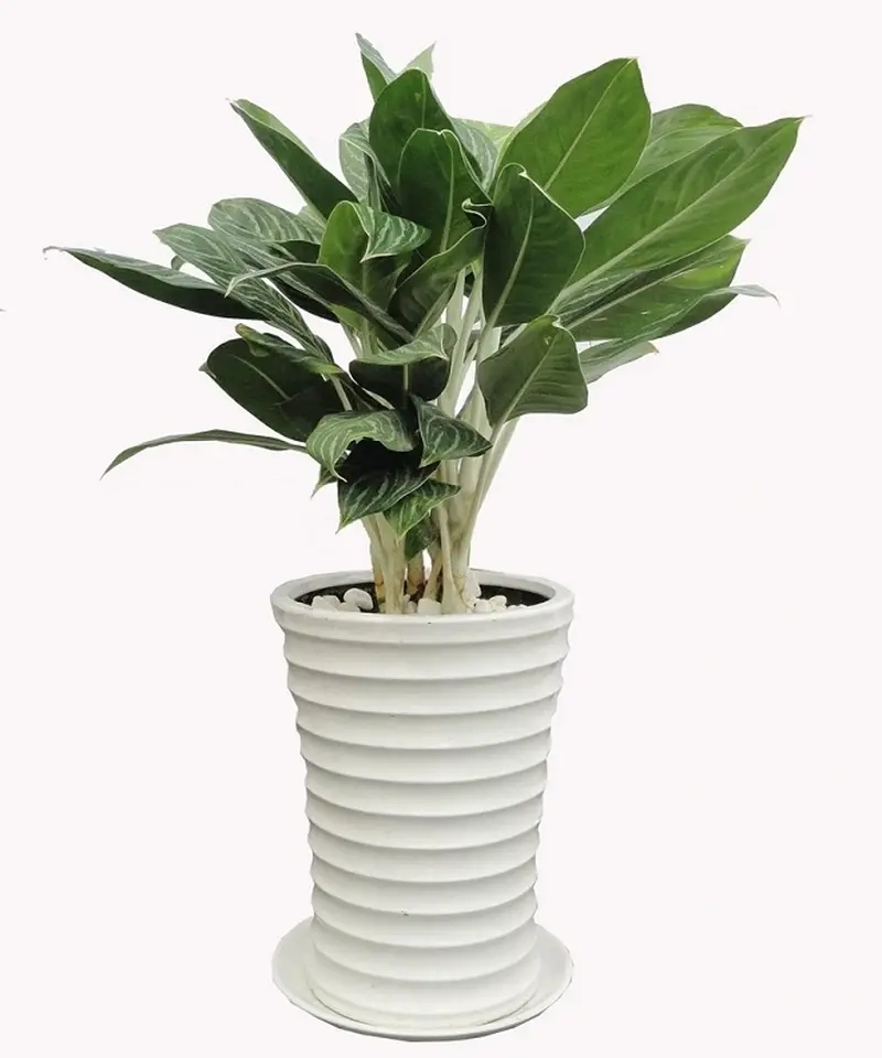 Cây Bạch Mã Hoàng Tử đẹp dễ chăm hợp nhiều không gian