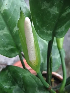 Cây Bạch Mã Hoàng Tử có mấy loại được ưa chuộng