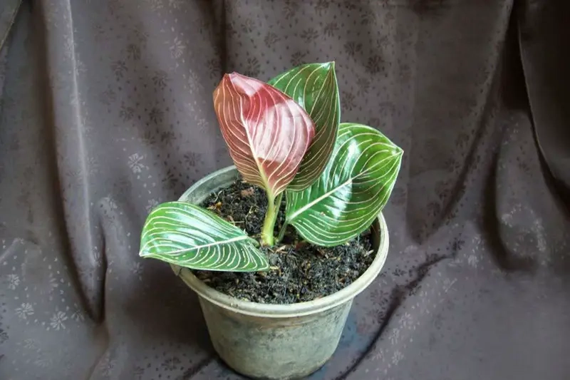 Cây Bạch Mã Hoàng Tử giá hợp lý cho người chơi cây