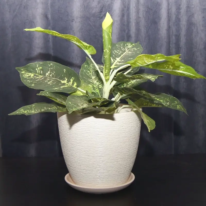 Cây Bạch Mã Hoàng Tử hợp mệnh nào theo phong thủy