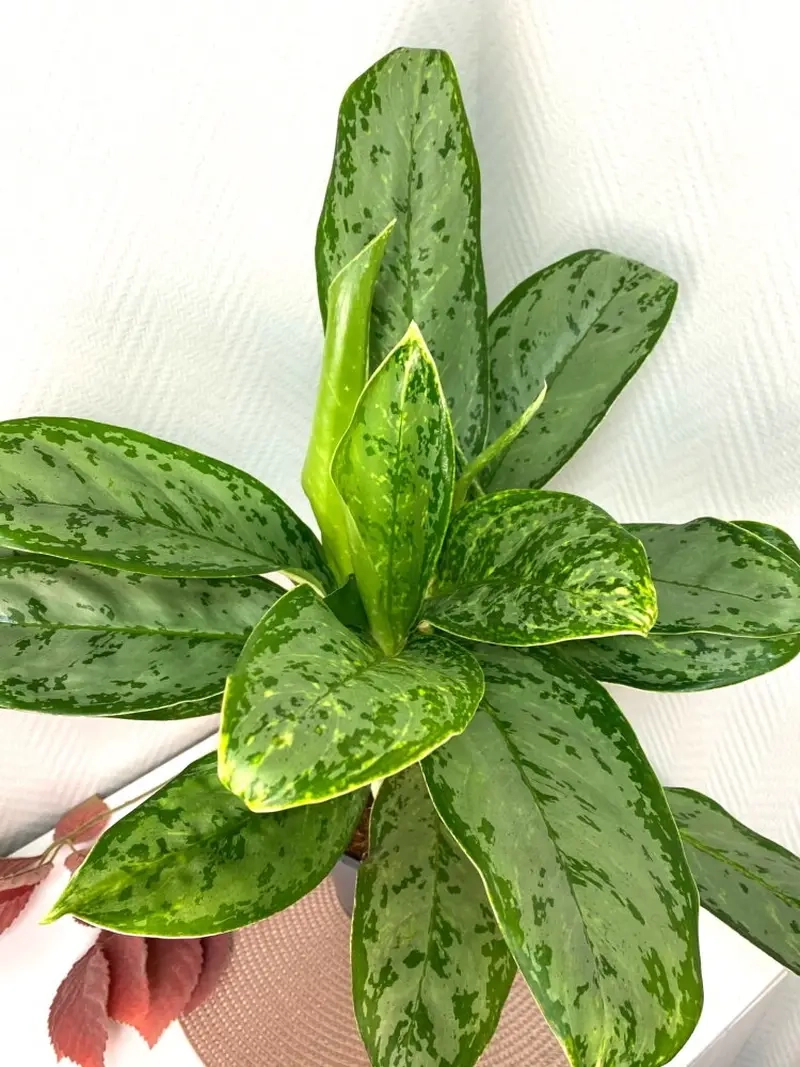 Cây Bạch Mã Hoàng Tử có độc không cần tìm hiểu kỹ