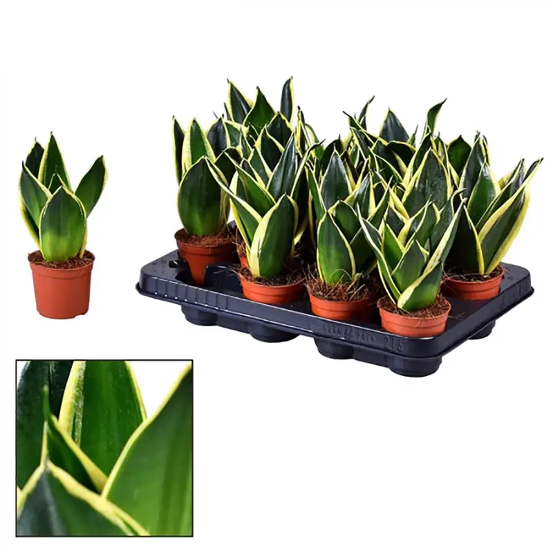 Cây Bạch Mã Hoàng Tử để bàn gọn đẹp tinh tế