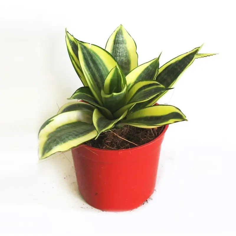 Cây Bạch Mã Hoàng Tử để trong nhà rất phù hợp