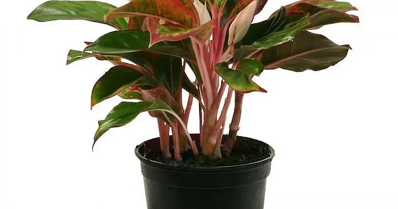 Cây Bạch Mã Hoàng Tử biểu trưng thịnh vượng lâu dài