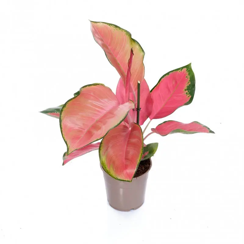 Cây Bạch Mã Hoàng Tử để trong nhà thanh lọc không khí