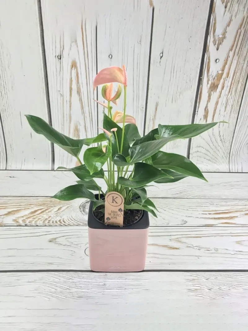 Cây Bạch Mã Hoàng Tử hợp mệnh nào mang vận khí tốt