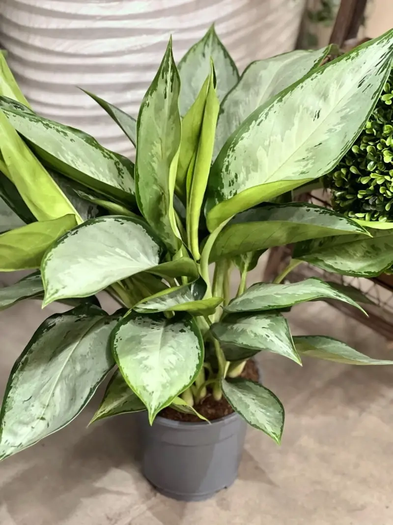 Cây Bạch Mã Hoàng Tử ý nghĩa tượng trưng bền bỉ thành công