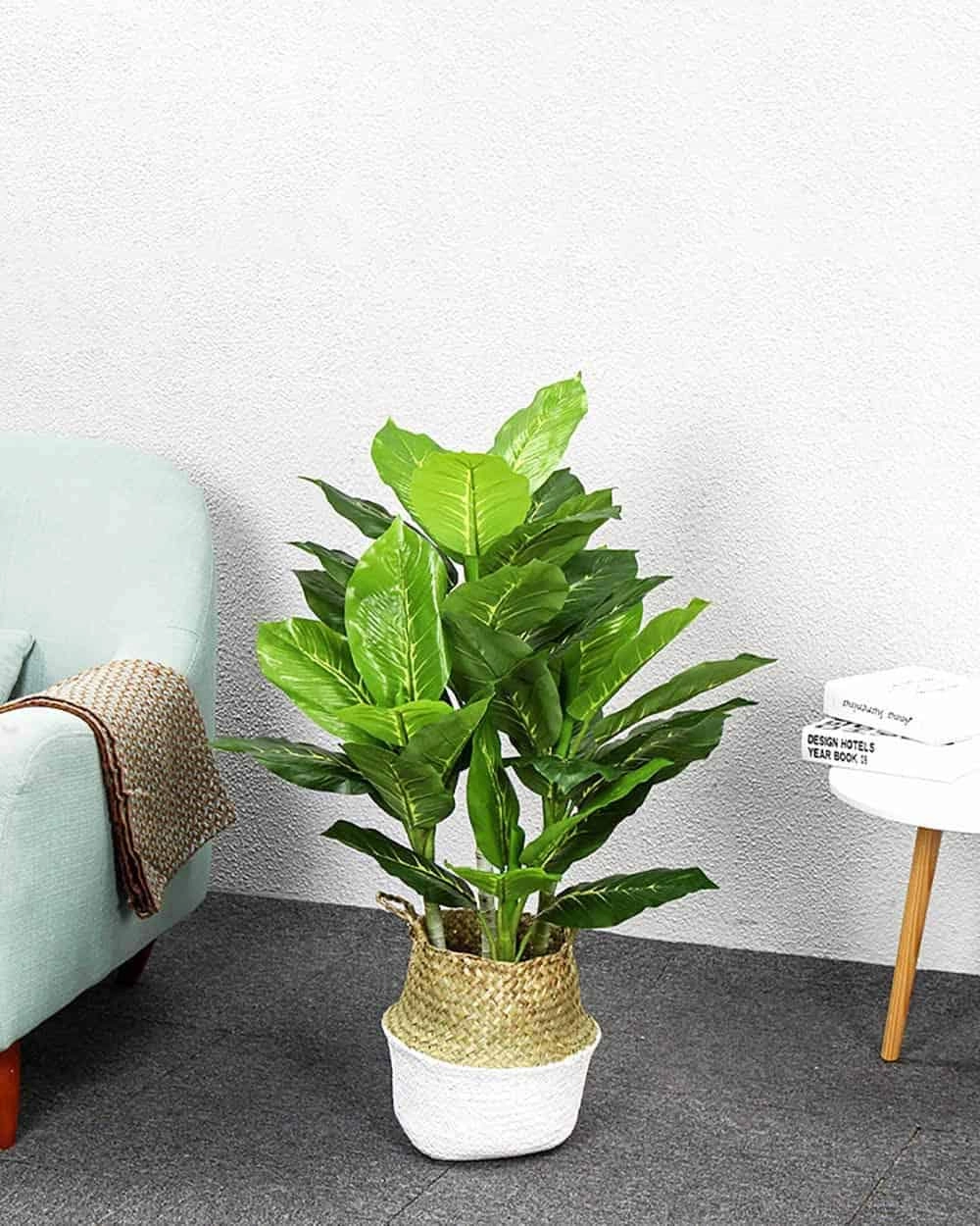 Cây Bạch Mã Hoàng Tử trong hình ảnh xanh tốt sang trọng