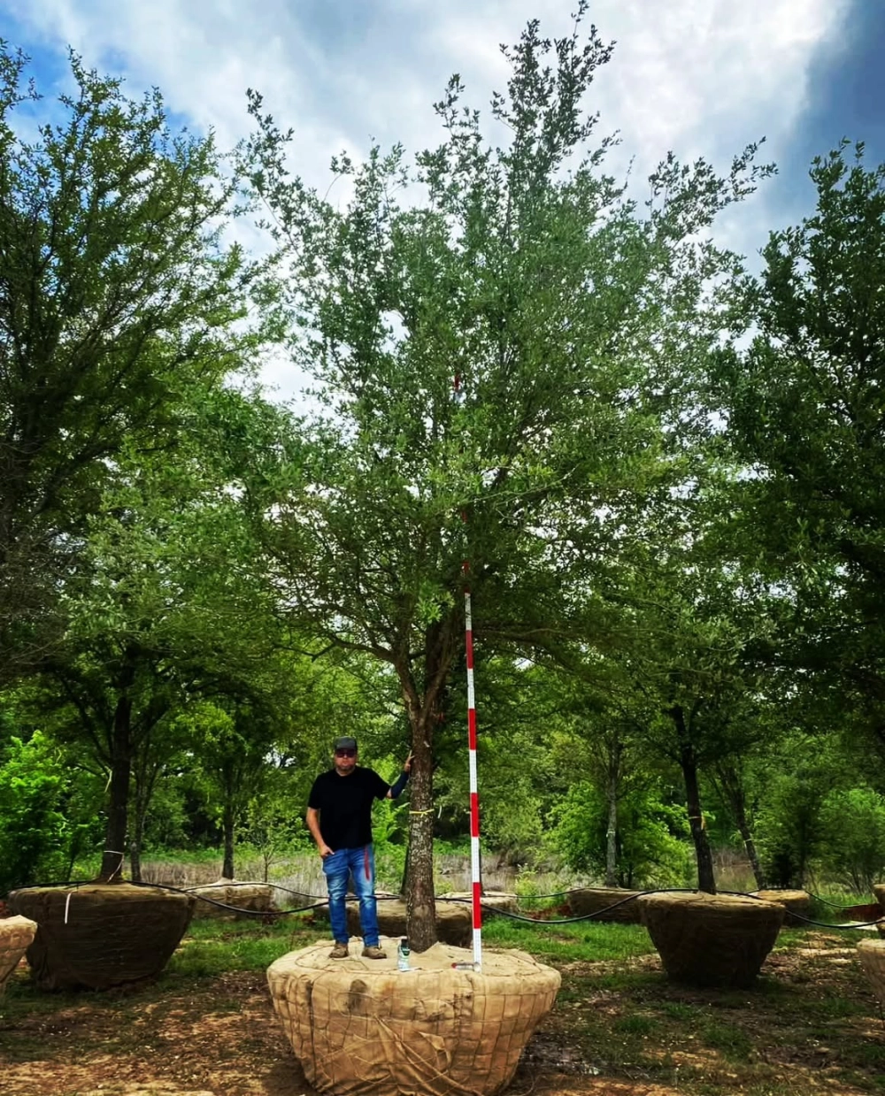 Cây bóng mát tán rộng tạo diện tích che phủ tối đa