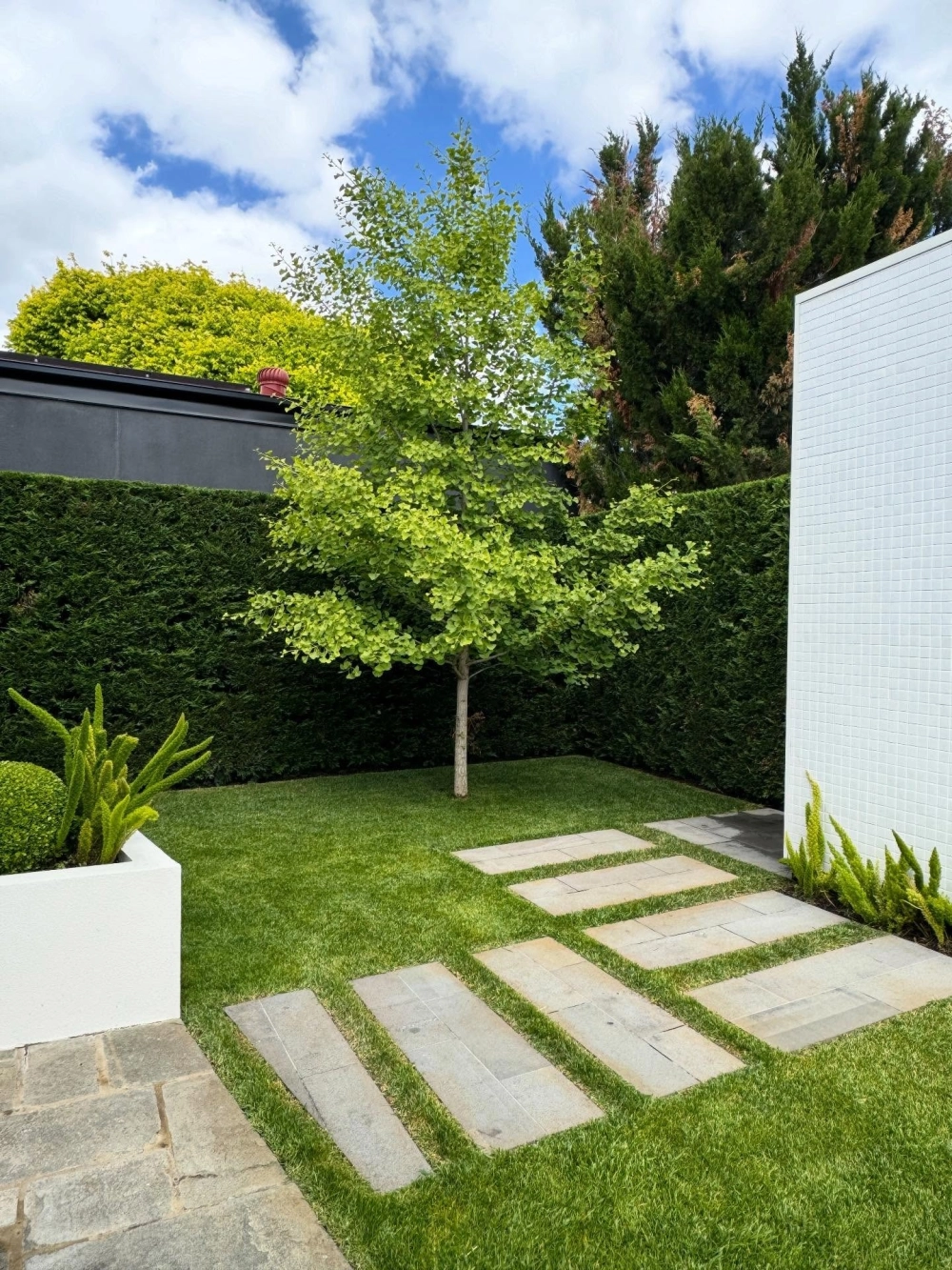 Cây bóng mát phong thủy mang lại may mắn và tài lộc