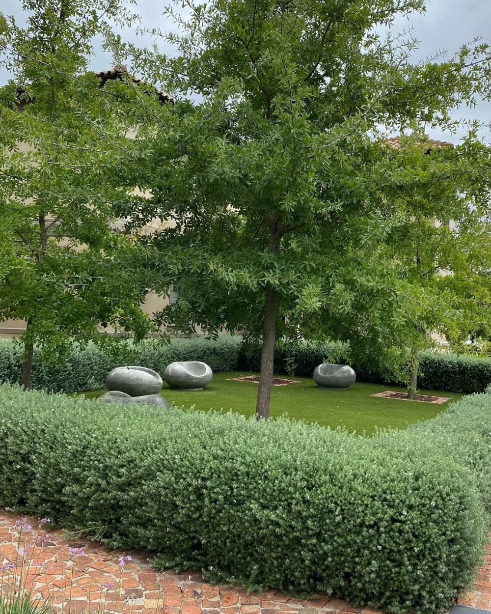 Cây bóng mát có hoa đẹp rực rỡ khoe sắc dưới nắng hè