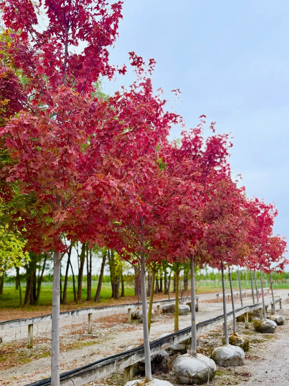 Cây bàng đài loan bóng mát với tán lá xếp tầng độc đáo