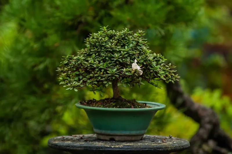 Top các dòng cây bonsai phổ biến