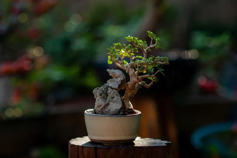 Các phôi cây bonsai triển vọng