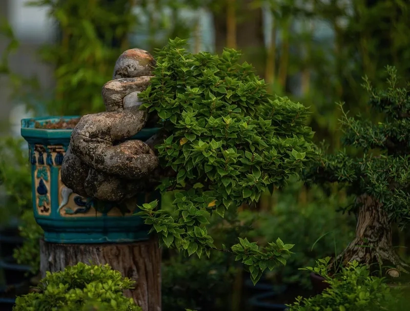Cách chăm sóc cây bonsai hằng ngày