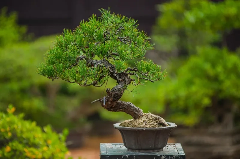 Loại đất nền bonsai thoát nước