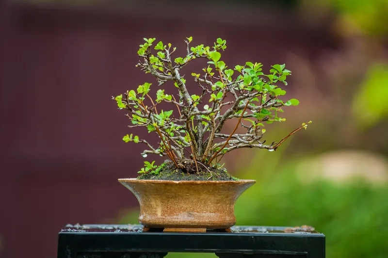 Mẹo tạo dáng cây bonsai sành điệu