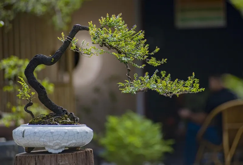 Địa chỉ mua cây bonsai uy tín nhất