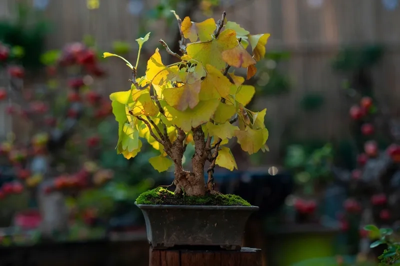 Hỏi về tuổi thọ cây bonsai cao