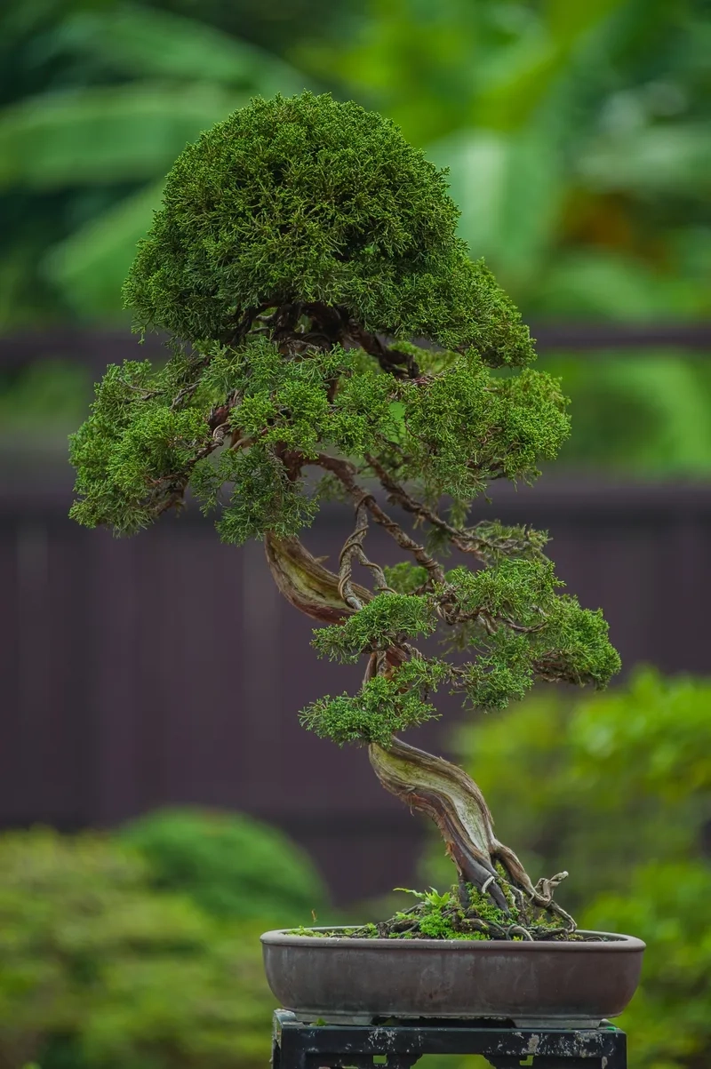 Những cây bonsai cho người mới