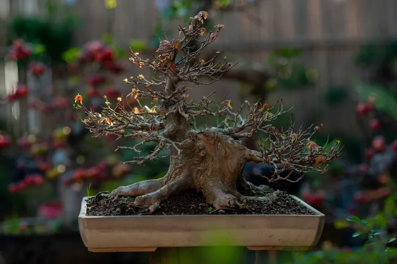 Xem giá các loại cây bonsai mới