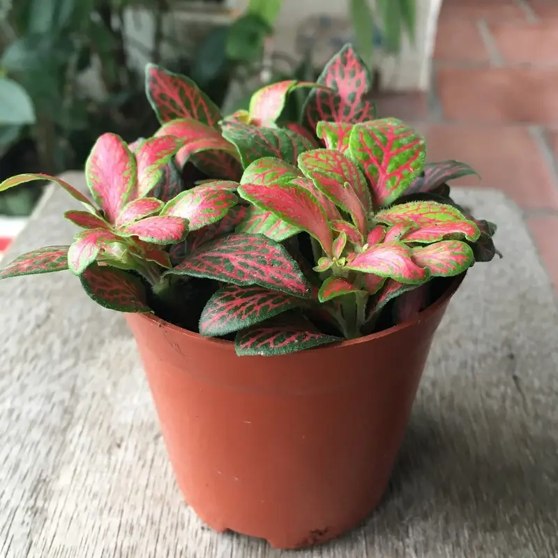 Cây Cẩm Nhung nhỏ xinh hợp không gian sống