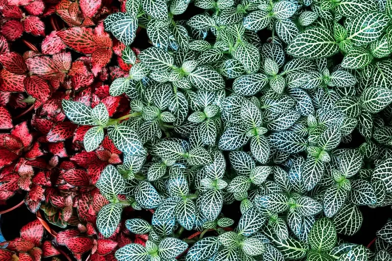 Ý nghĩa cây Cẩm Nhung mang may mắn bình an