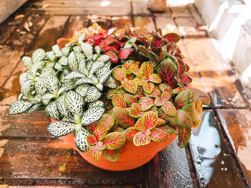 Chăm sóc cây Cẩm Nhung đơn giản dễ áp dụng