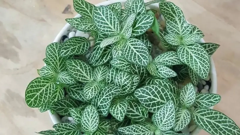 Cách chăm cây Cẩm Nhung khỏe lá bền màu