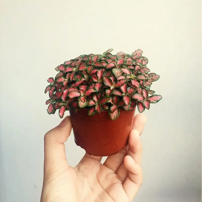 Cách chăm sóc cây Cẩm Nhung xanh tươi lâu