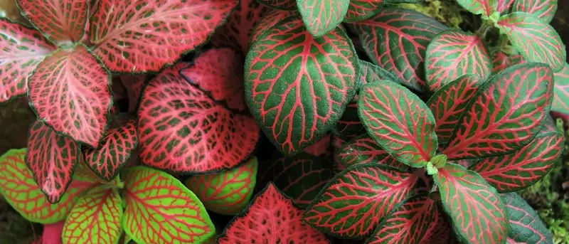 Cách nhân giống cây Cẩm Nhung dễ thực hiện