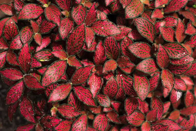 Cây Cẩm Nhung có hợp mệnh kim không