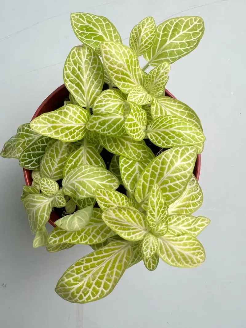 Cây Cẩm Nhung hợp với tuổi nào theo phong thủy