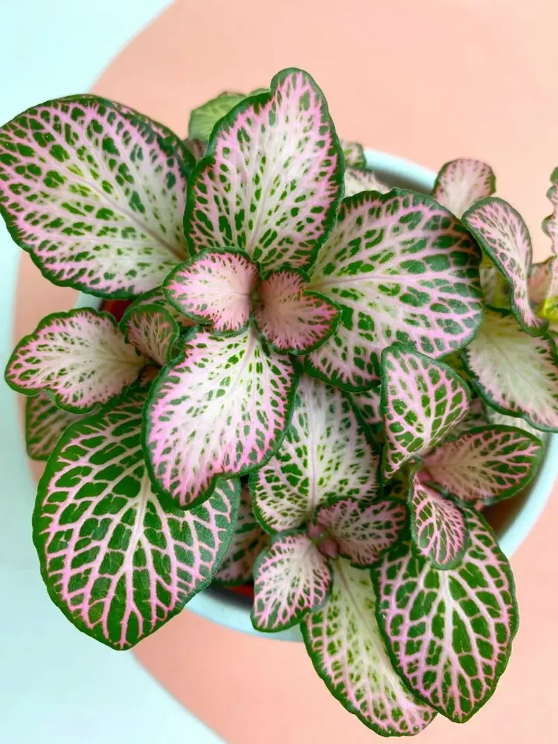 Cây Cẩm Nhung ra hoa nhỏ xinh nhẹ nhàng