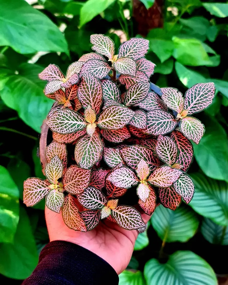 Nhân giống cây Cẩm Nhung nhanh tiết kiệm