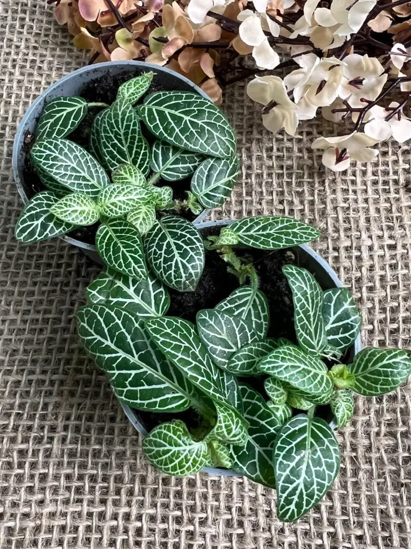 Ý nghĩa của Cây Cẩm Nhung trong đời sống