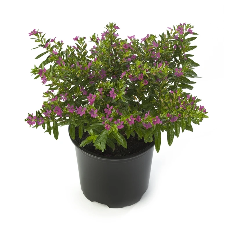 Góc nhỏ xinh xắn cùng cây Cẩm Tú Mai mini