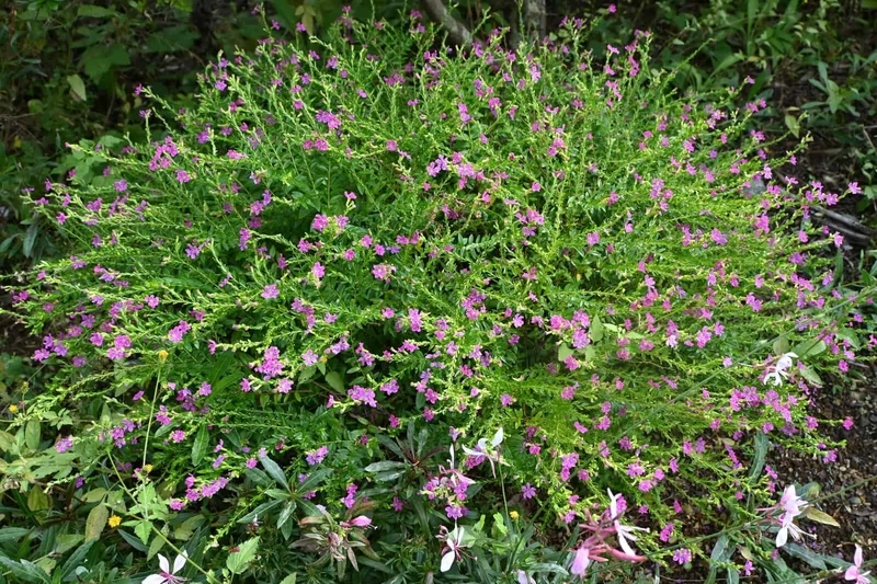 Phong cách hiện đại với cây Cẩm Tú Mai decor nhà