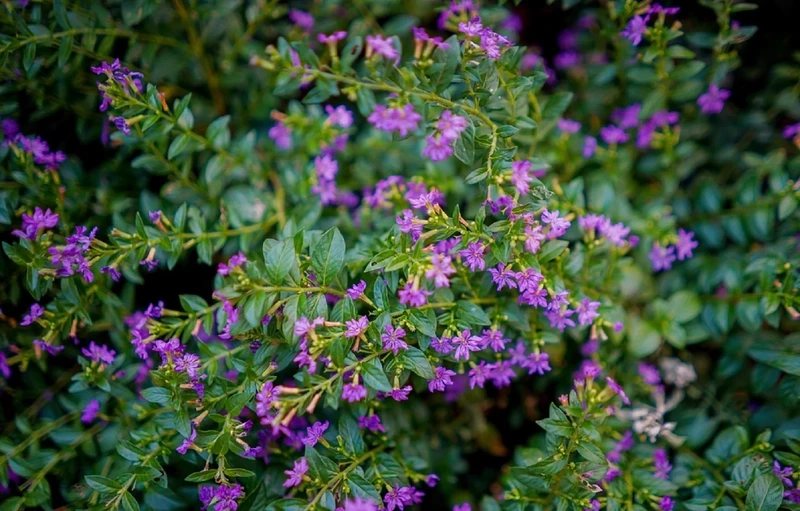 Người mới trồng hợp cây Cẩm Tú Mai dễ chăm sóc