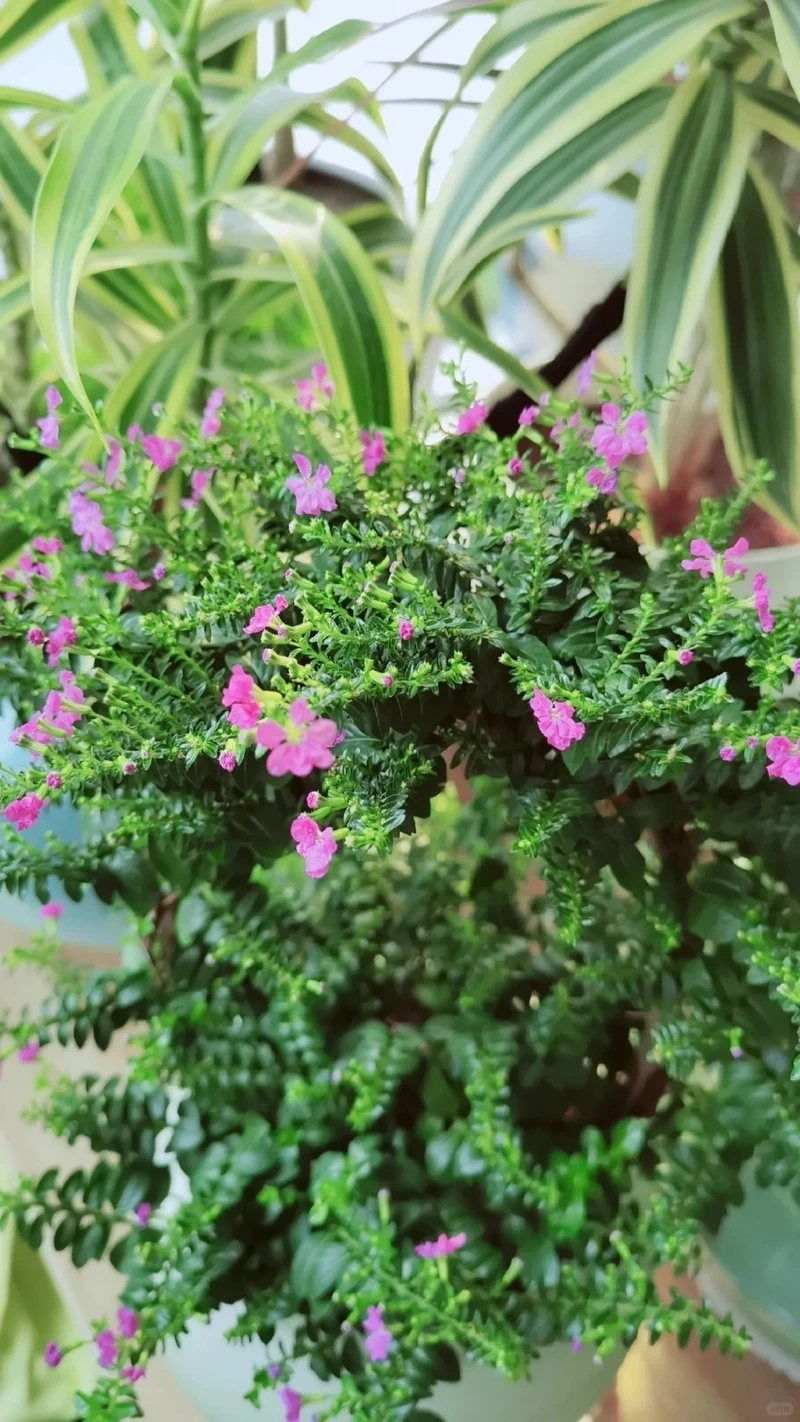 Không gian tươi mới từ cây Cẩm Tú Mai lá xanh