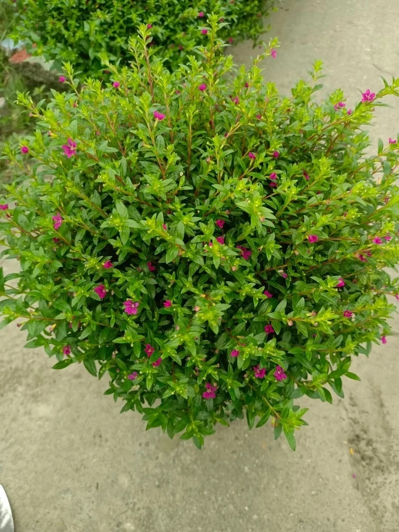 Trang trí tinh tế bằng cây Cẩm Tú Mai cảnh