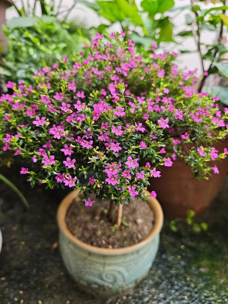 Góc xanh sáng tạo cùng cây Cẩm Tú Mai tiểu cảnh