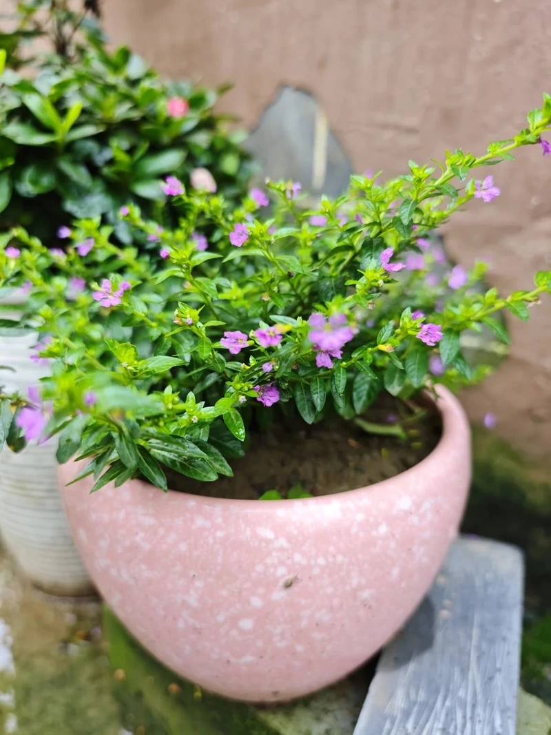 Bàn làm việc nổi bật nhờ cây Cẩm Tú Mai để bàn làm việc